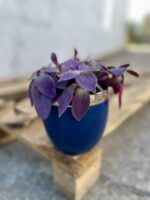 Zdjęcie rosliny doniczkowej Tradescantia Purple Heart, ujęcie 1