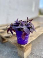 Zdjęcie rosliny doniczkowej Tradescantia Purple Heart, ujęcie 2
