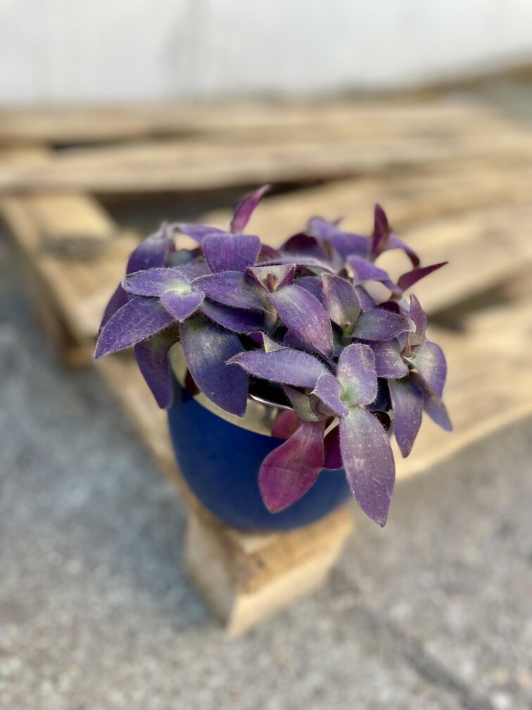 Zdjęcie rosliny doniczkowej Tradescantia Purple Heart, ujęcie 3
