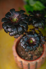 Zdjęcie rosliny doniczkowej Aeonium arboreum, ujęcie 1