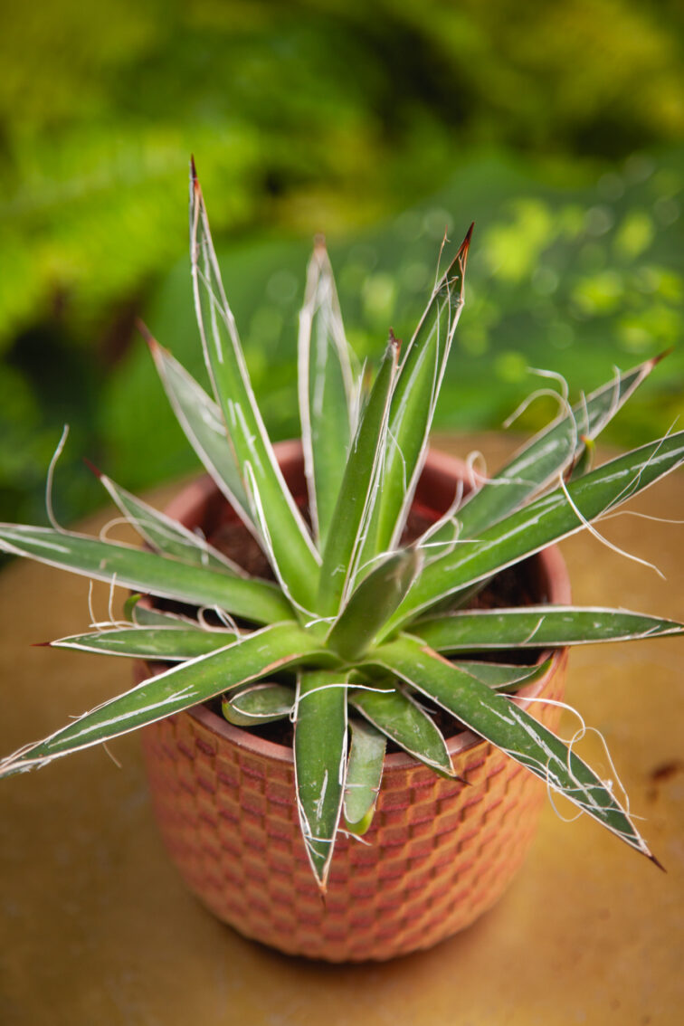 Zdjęcie rosliny doniczkowej Agave filifera (nitkowata), ujęcie 1