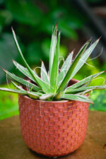 Zdjęcie rosliny doniczkowej Agave filifera (nitkowata), ujęcie 2