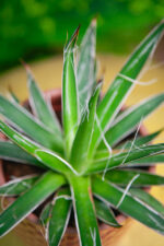Zdjęcie rosliny doniczkowej Agave filifera (nitkowata), ujęcie 3