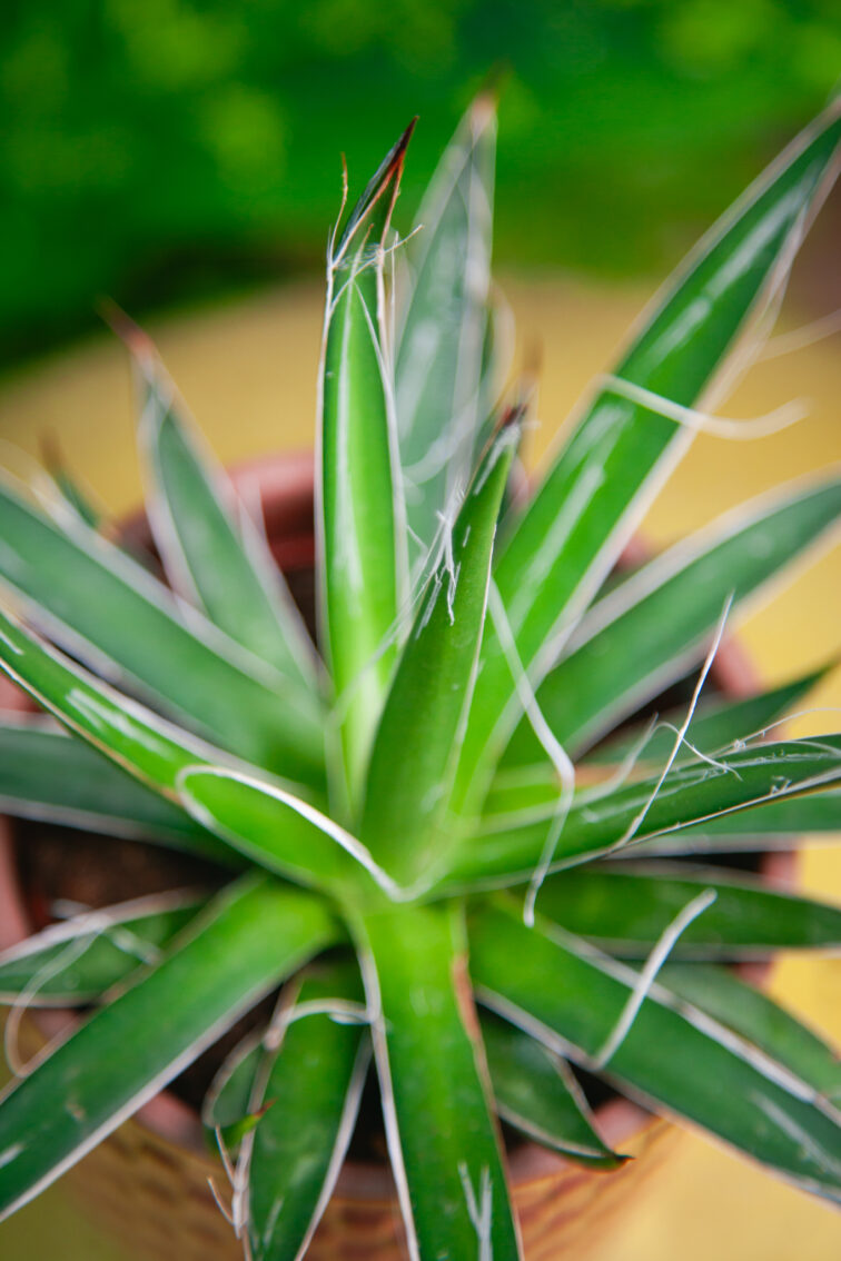 Zdjęcie rosliny doniczkowej Agave filifera (nitkowata), ujęcie 3