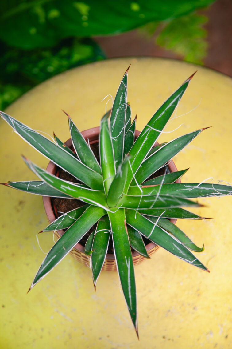 Zdjęcie rosliny doniczkowej Agave filifera (nitkowata), ujęcie 4