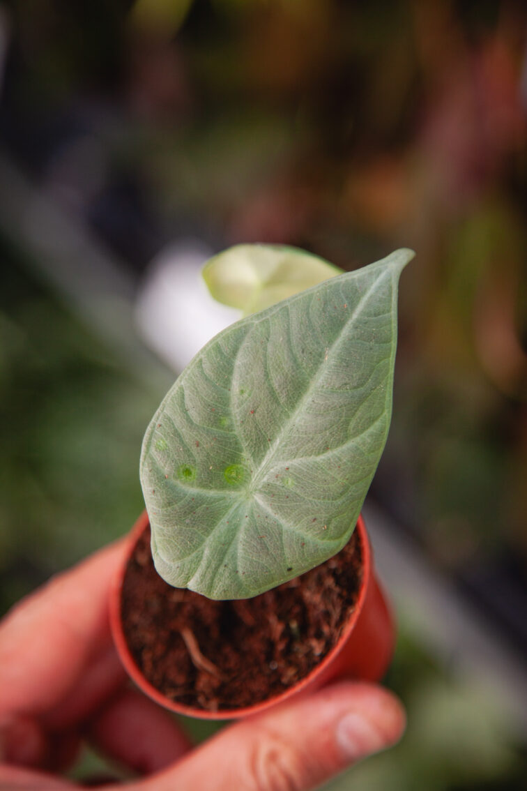 alocasia-maharani_6x10-1_1743851344.jpg Zdjęcie rosliny doniczkowej Alocasia Maharani, ujęcie 1