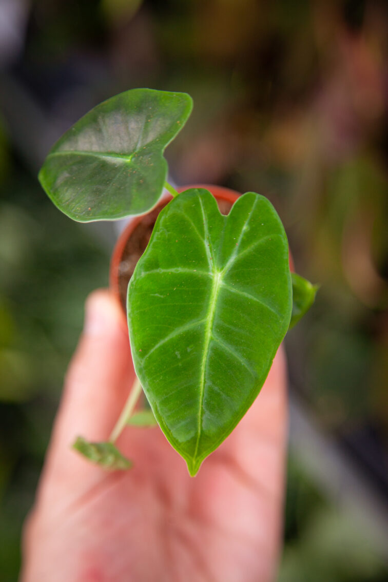 Zdjęcie rosliny doniczkowej Alocasia micholitziana "Frydek", ujęcie 1