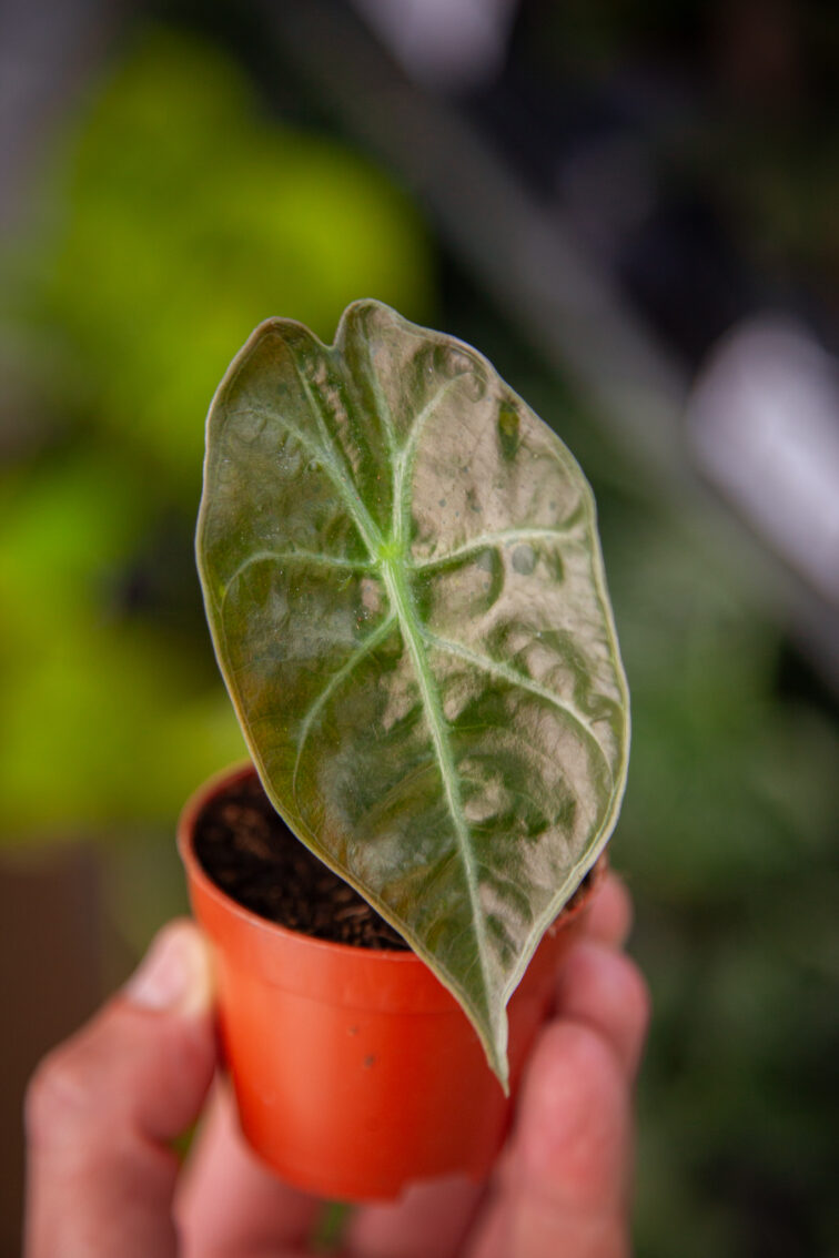 alocasia-suhirmaniana-red-petiole_6x10-1_1743851296.jpg Zdjęcie rosliny doniczkowej Alocasia suhirmaniana ‘Red Petiole’, ujęcie 1