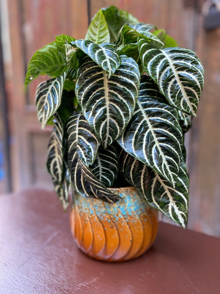 aphelandra-squarrosa_12x35-1_1577830889.jpg Zdjęcie rosliny doniczkowej Aphelandra Squarrosa, ujęcie 1