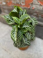 Zdjęcie rosliny doniczkowej Aphelandra Squarrosa, ujęcie 3