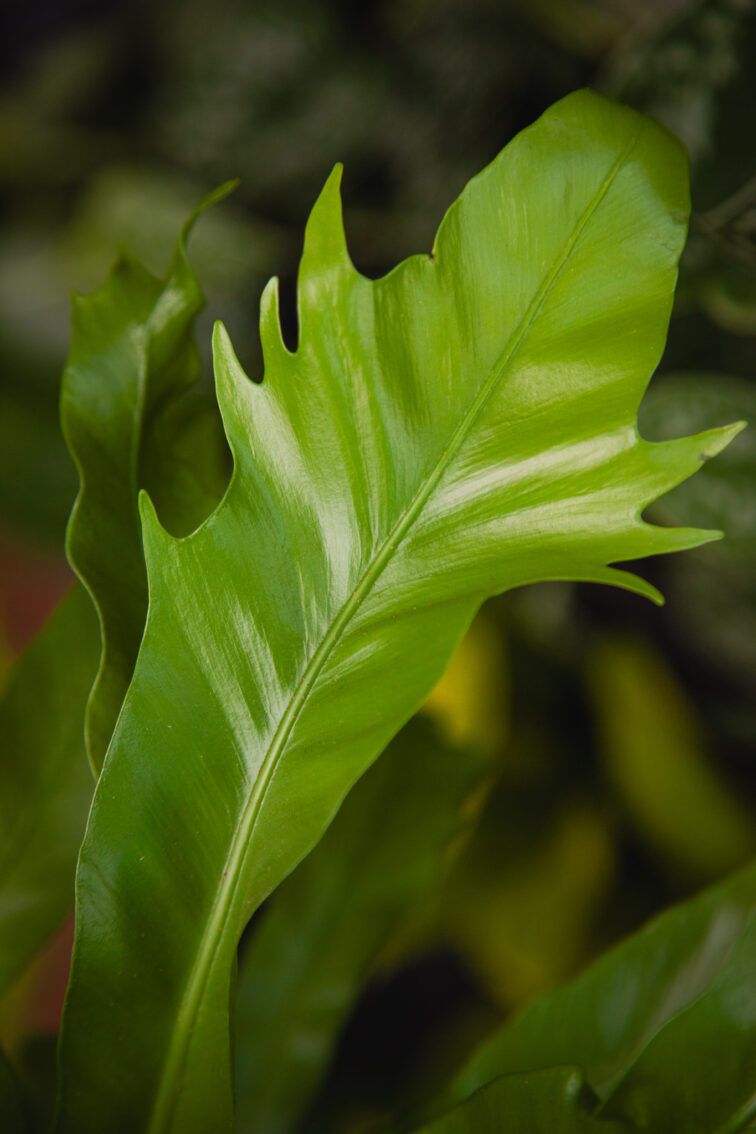 Zdjęcie rosliny doniczkowej Asplenium Dakila, ujęcie 2