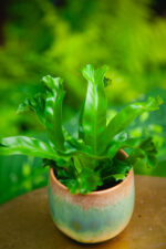 Zdjęcie rosliny doniczkowej Asplenium Leslie (Zanokcica Gniazdowa), ujęcie 1