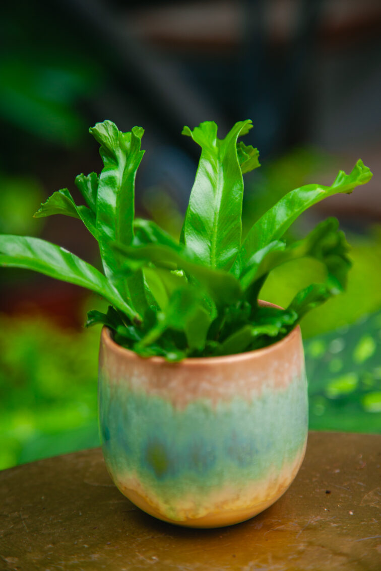 Zdjęcie rosliny doniczkowej Asplenium Leslie (Zanokcica Gniazdowa), ujęcie 2