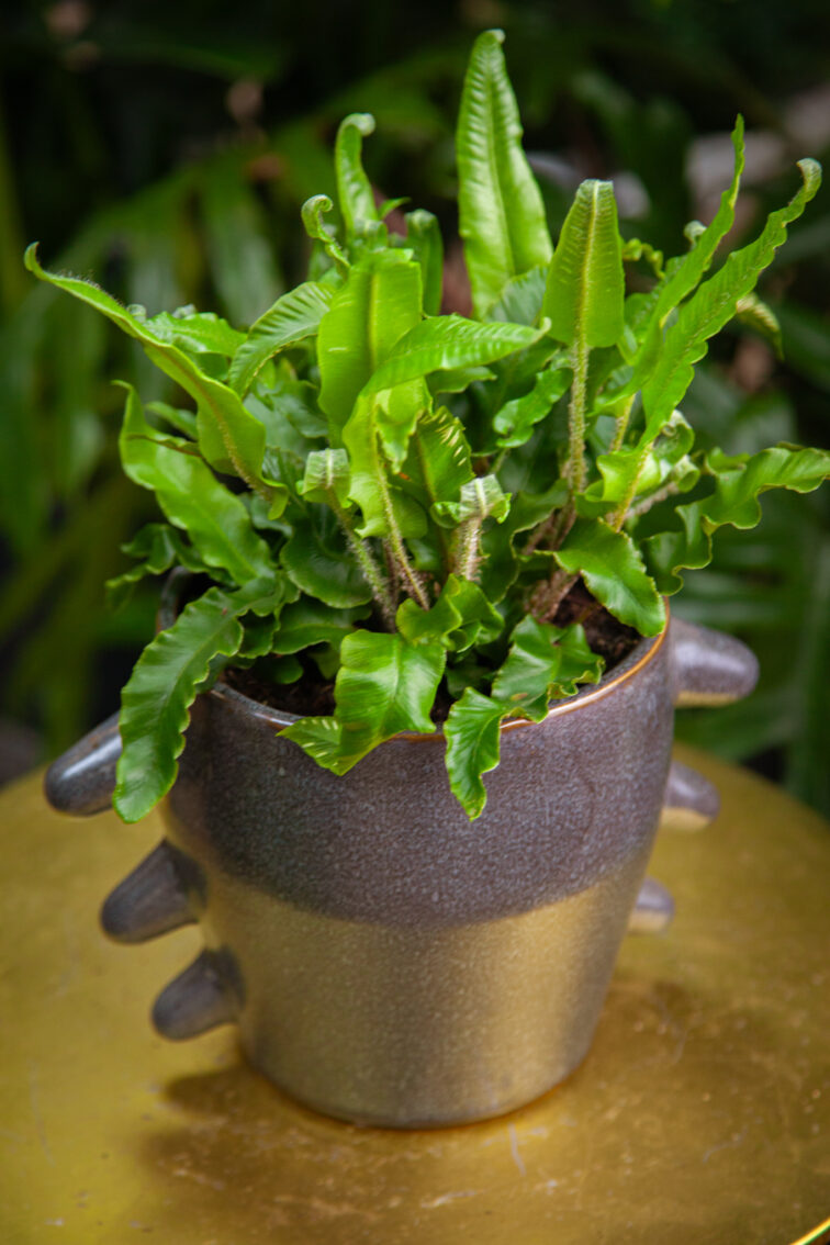 Zdjęcie rosliny doniczkowej Asplenium scolopendrium, ujęcie 1