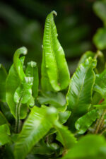 Zdjęcie rosliny doniczkowej Asplenium scolopendrium, ujęcie 2
