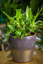 Zdjęcie rosliny doniczkowej Asplenium scolopendrium, ujęcie 3