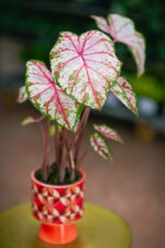 Zdjęcie rosliny doniczkowej Caladium Tapestry, ujęcie 1