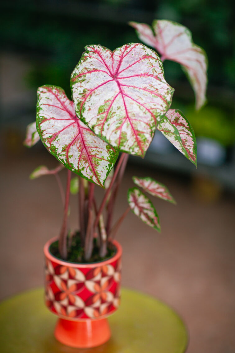 Zdjęcie rosliny doniczkowej Caladium Tapestry, ujęcie 1