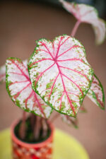 Zdjęcie rosliny doniczkowej Caladium Tapestry, ujęcie 2