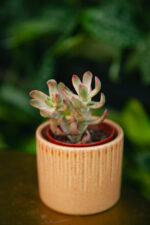 Zdjęcie rosliny doniczkowej Crassula Candy Cane, ujęcie 1