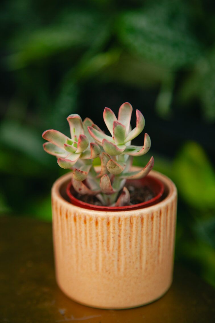 crassula-candy-cane_6x8-1_1743852957.jpg Zdjęcie rosliny doniczkowej Crassula Candy Cane, ujęcie 1