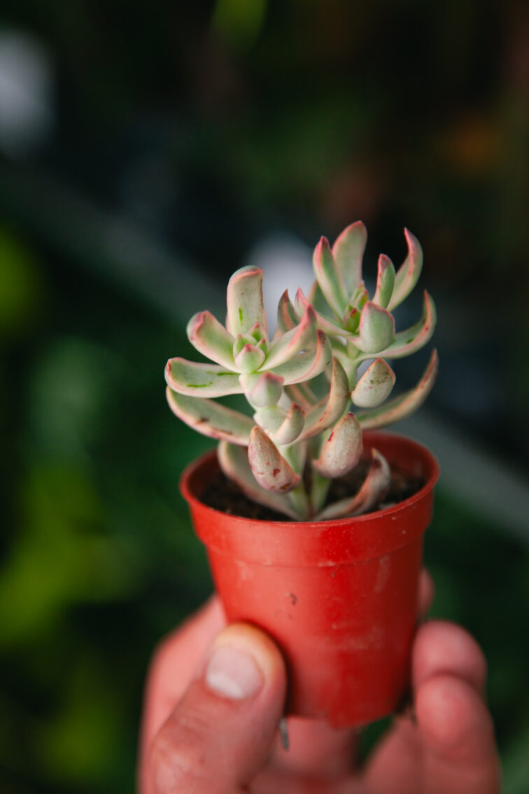 Zdjęcie rosliny doniczkowej Crassula Candy Cane, ujęcie 2