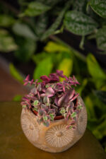 Zdjęcie rosliny doniczkowej Crassula Marginalis, ujęcie 1