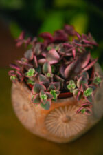 Zdjęcie rosliny doniczkowej Crassula Marginalis, ujęcie 2