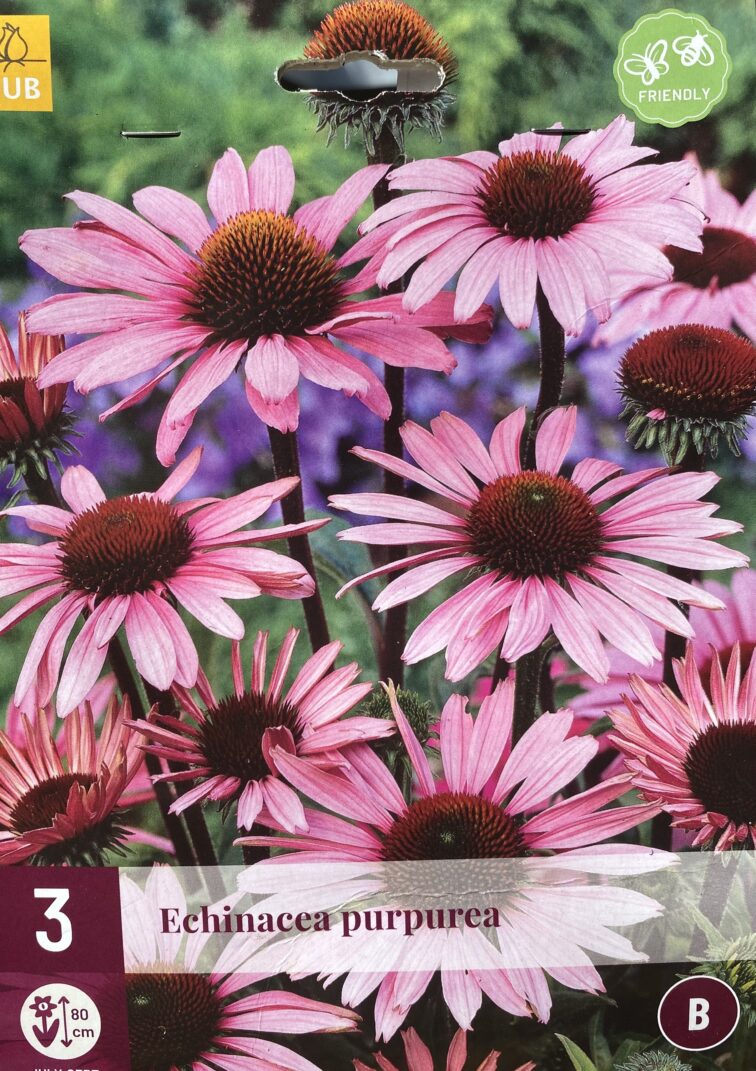 echinacea-purpurea_10x20-1_1745665347.jpg Zdjęcie rosliny doniczkowej Echinacea purpurea (jeżówka purpurowa), ujęcie 1