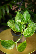 Zdjęcie rosliny doniczkowej Epipremnum Marble Queen, ujęcie 1