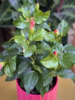 Zdjęcie rosliny doniczkowej Hibiscus rosa-sinensis Tivoli, ujęcie 1