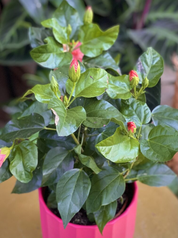 Zdjęcie rosliny doniczkowej Hibiscus rosa-sinensis Tivoli, ujęcie 1