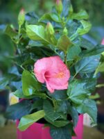 Zdjęcie rosliny doniczkowej Hibiscus rosa-sinensis Tivoli, ujęcie 2
