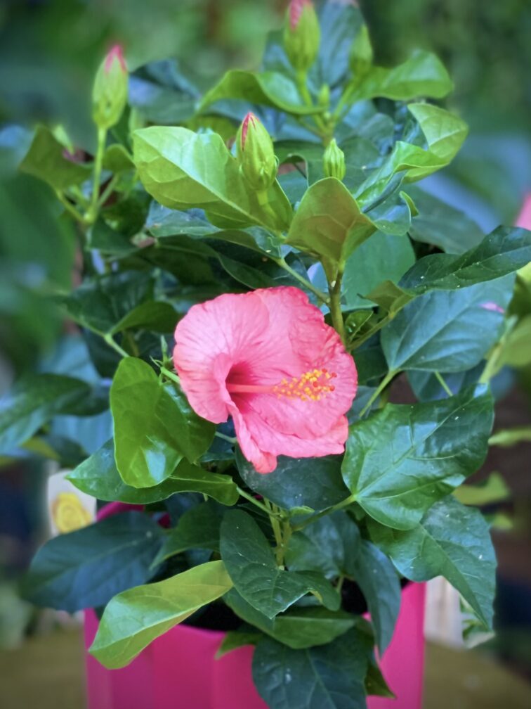 Zdjęcie rosliny doniczkowej Hibiscus rosa-sinensis Tivoli, ujęcie 2
