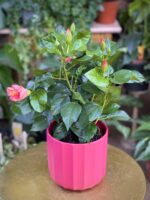 Zdjęcie rosliny doniczkowej Hibiscus rosa-sinensis Tivoli, ujęcie 3