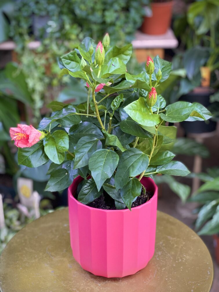 Zdjęcie rosliny doniczkowej Hibiscus rosa-sinensis Tivoli, ujęcie 3