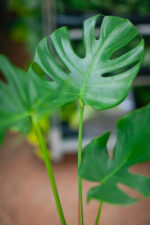 Zdjęcie rosliny doniczkowej Monstera deliciosa, ujęcie 2