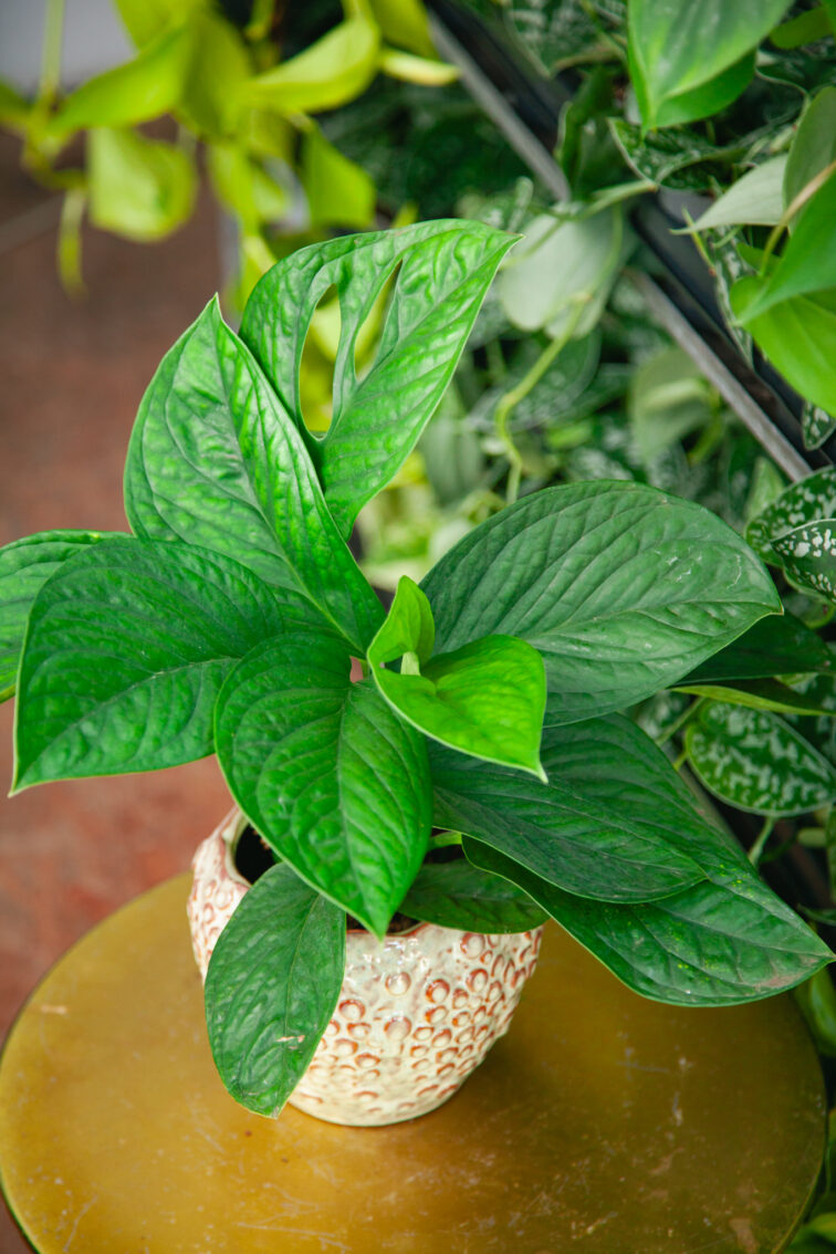 Zdjęcie rosliny doniczkowej Monstera pinnatipartita, ujęcie 3