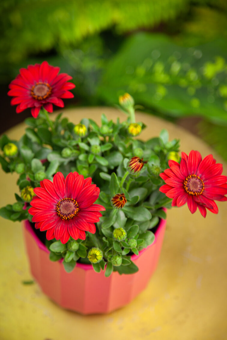 osteospermum-dixie_12x25-1_1745663348.jpg Zdjęcie rosliny doniczkowej Osteospermum Dixie, ujęcie 1