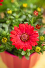 Zdjęcie rosliny doniczkowej Osteospermum Dixie, ujęcie 2