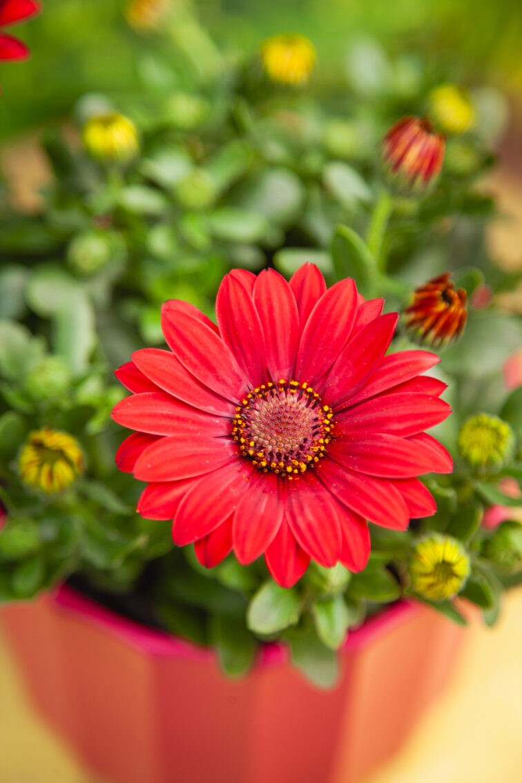 Zdjęcie rosliny doniczkowej Osteospermum Dixie, ujęcie 2