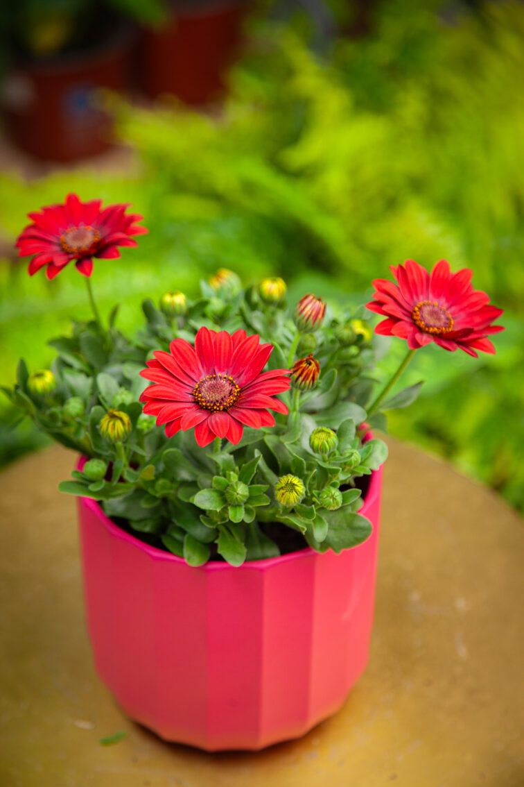 Zdjęcie rosliny doniczkowej Osteospermum Dixie, ujęcie 3