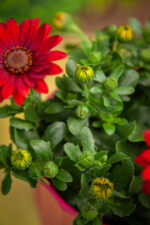 Zdjęcie rosliny doniczkowej Osteospermum Dixie, ujęcie 4