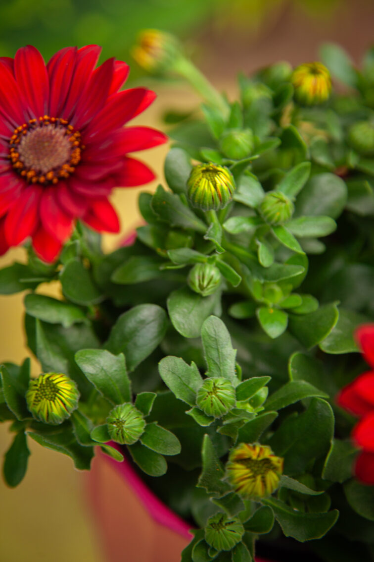 Zdjęcie rosliny doniczkowej Osteospermum Dixie, ujęcie 4