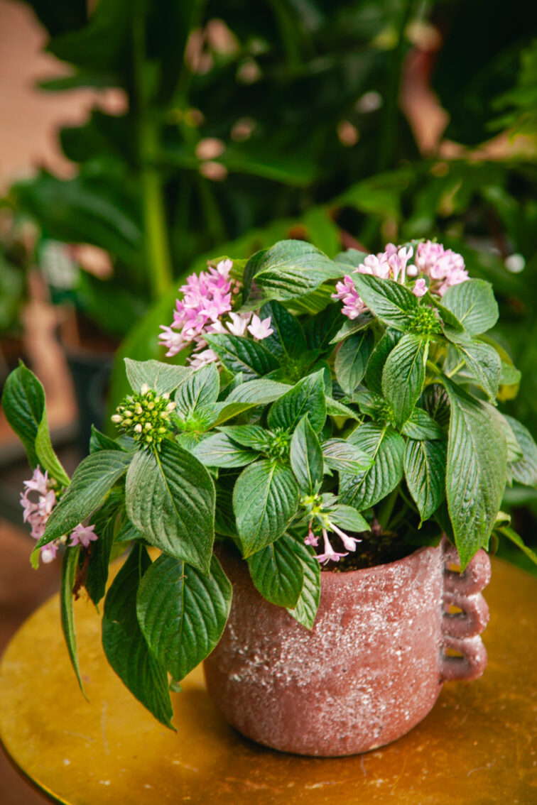 Zdjęcie rosliny doniczkowej Pentas lanceolata Starcluster Lavender, ujęcie 1