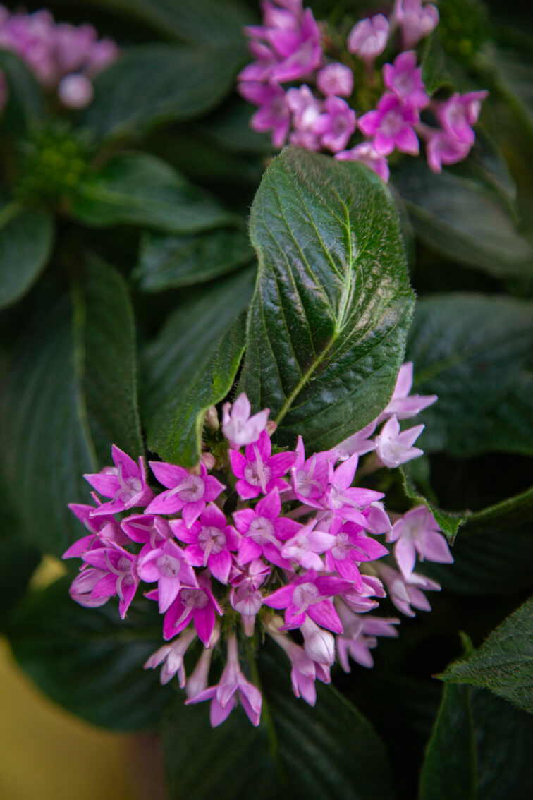 Zdjęcie rosliny doniczkowej Pentas lanceolata Starcluster Lavender, ujęcie 2