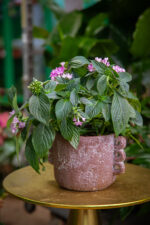 Zdjęcie rosliny doniczkowej Pentas lanceolata Starcluster Lavender, ujęcie 3