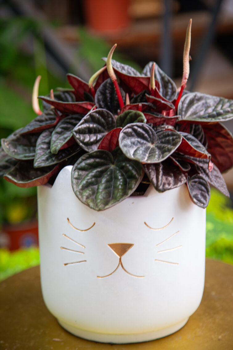 peperomia-caperata-rojo-grande_15x25-1_1745662986.jpg Zdjęcie rosliny doniczkowej Peperomia caperata Rojo Grande, ujęcie 1