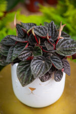 Zdjęcie rosliny doniczkowej Peperomia caperata Rojo Grande, ujęcie 2