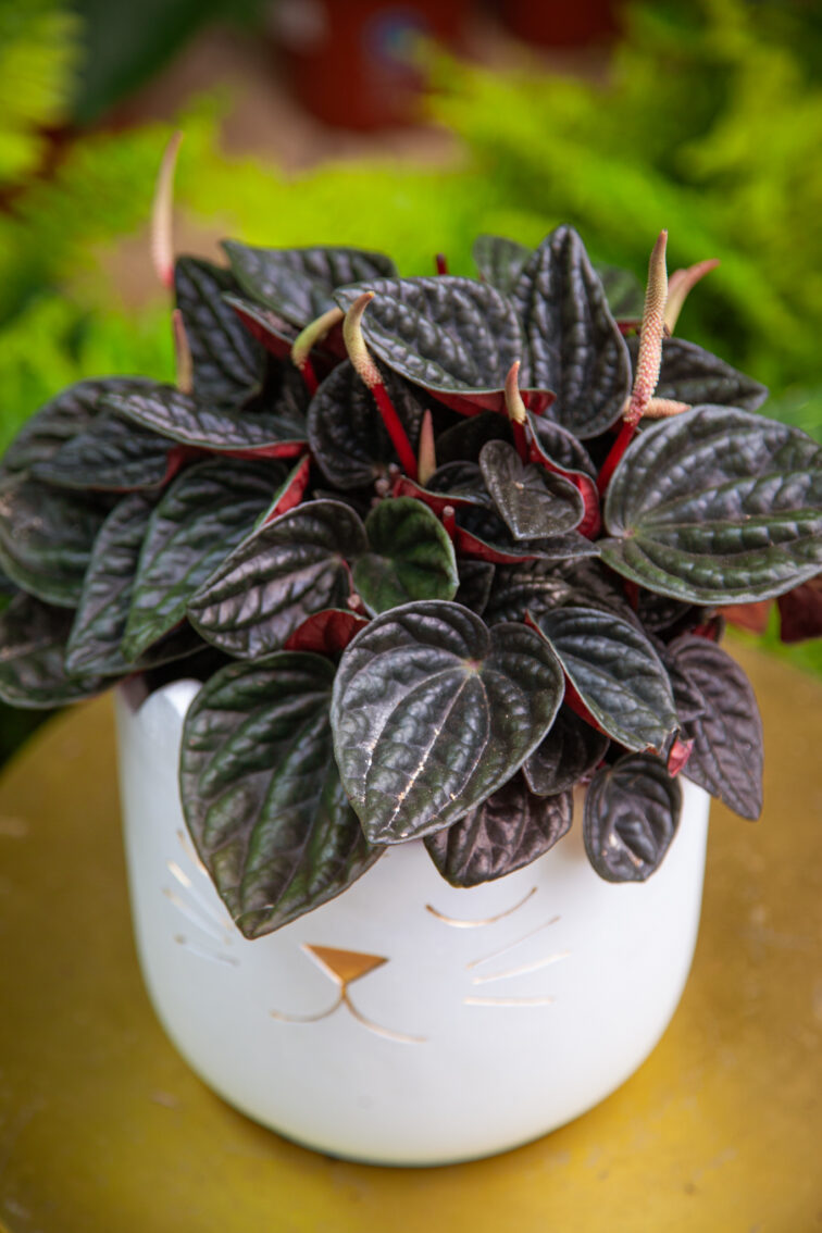 Zdjęcie rosliny doniczkowej Peperomia caperata Rojo Grande, ujęcie 2